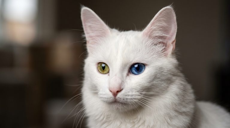 Turkish Angora Cat: Price, Personality, Temperament, Colors and Care