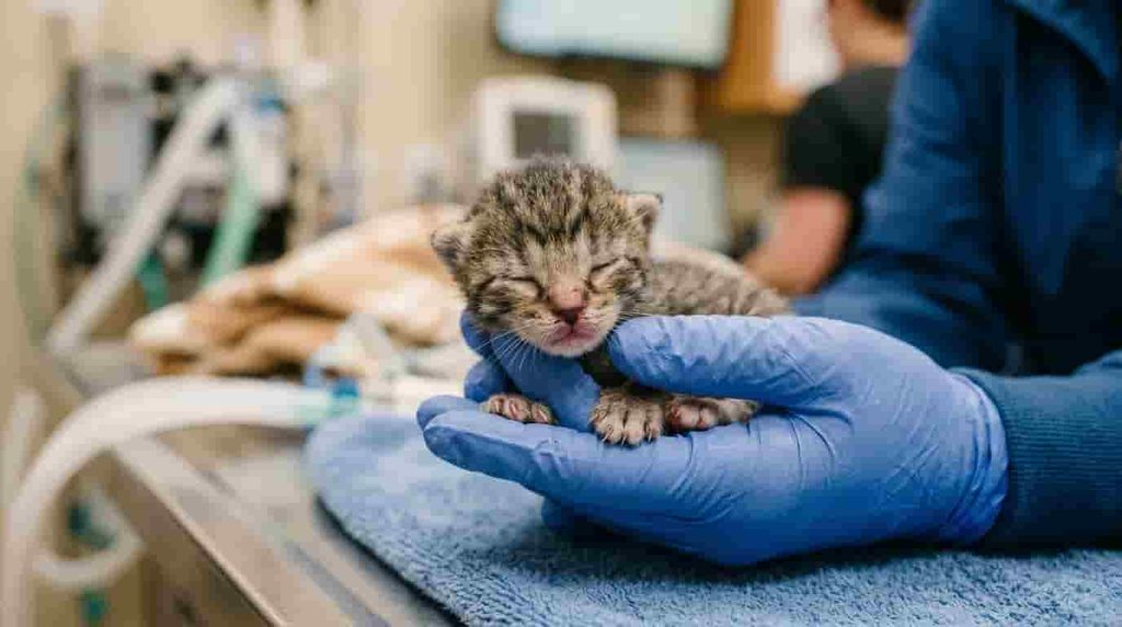 Recovery After a Difficult Cat Birth